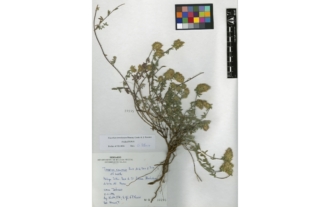 Teucrium teresianum Blanca, Cueto & J. Fuentes