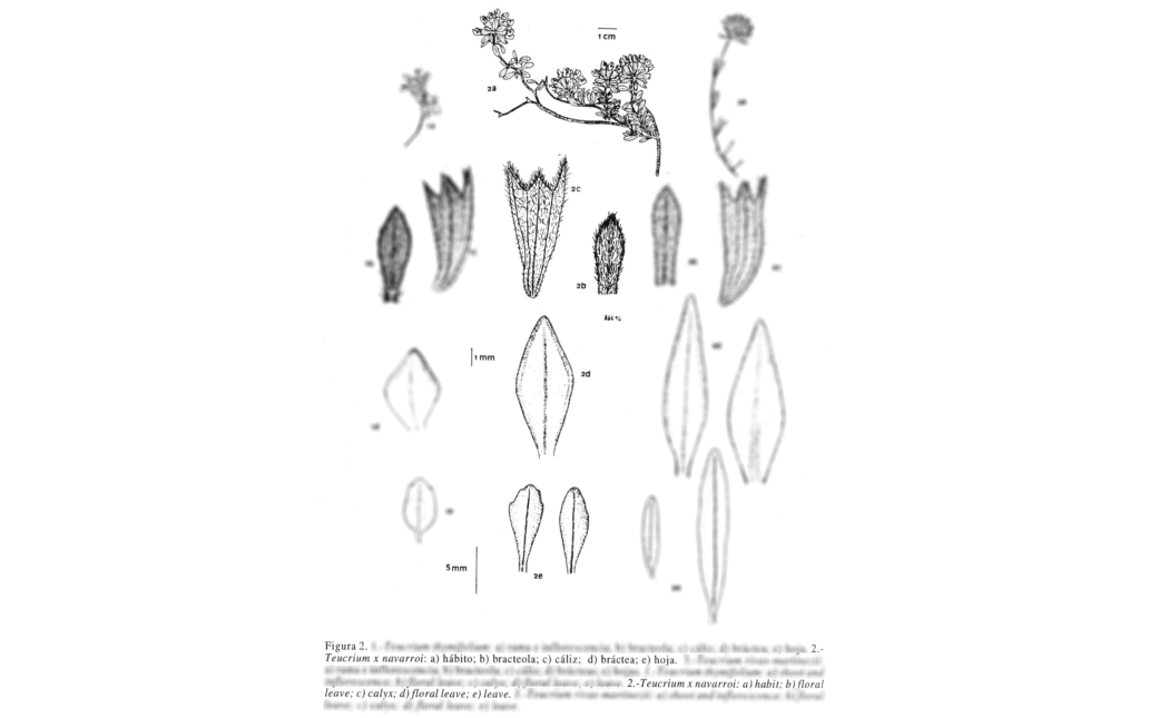Dibujo del taxon (Acta Botanica Malacitana 21:286)