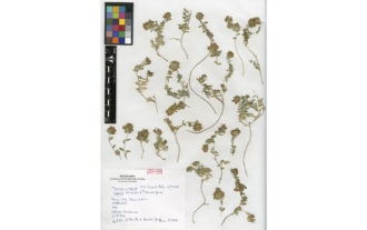 Teucrium X conquense nothosub. siyasense A. F. Carrillo & Sánchez-Gómez