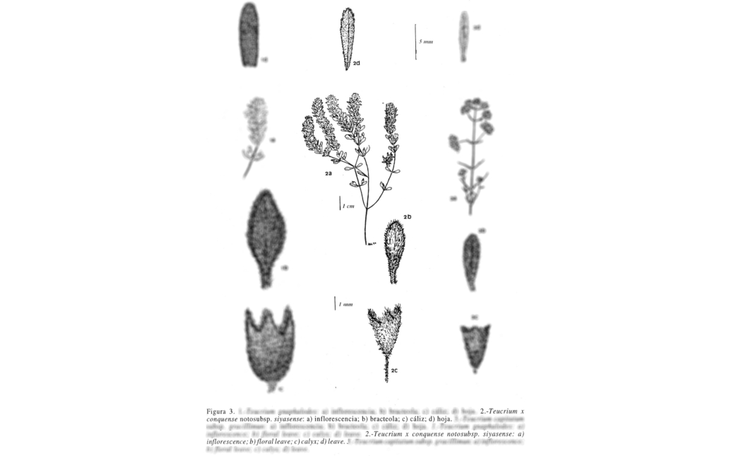 Dibujo del taxon (Acta Botanica Malacitana, 21:287)