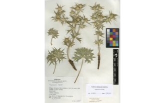 Eryngium grosii Font Quer