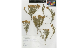 Cytisus fontanesii var. plumosus (Boiss.) Willk.