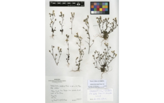 Chaenorhinum raveyi (Boiss.) Pau