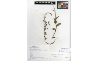 Epipactis kleinii M. B. Crespo, M. R. Lowe et Piera