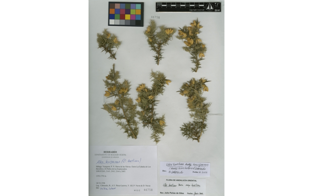Pliego del Herbario MGC (Universidad de Málaga)
