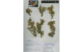 Ulex baeticus subsp. bourgaeanus (Webb) Pérez Latorre & Cabezudo