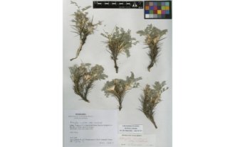 Astragalus nevadensis Boiss. subsp. nevadensis