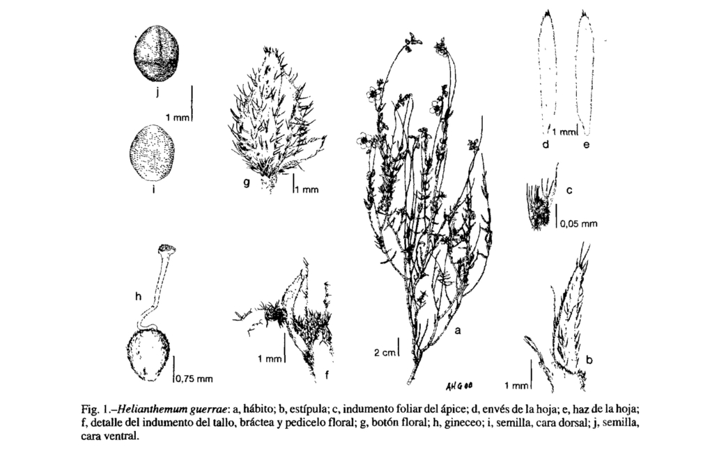Dibujo del taxon (Anales del Real Jardín Botánico, 58(2):355)