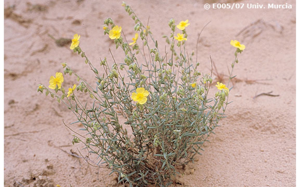 Fotografía de campo de un ejemplar en su hábitat natural (www.anthos.es)