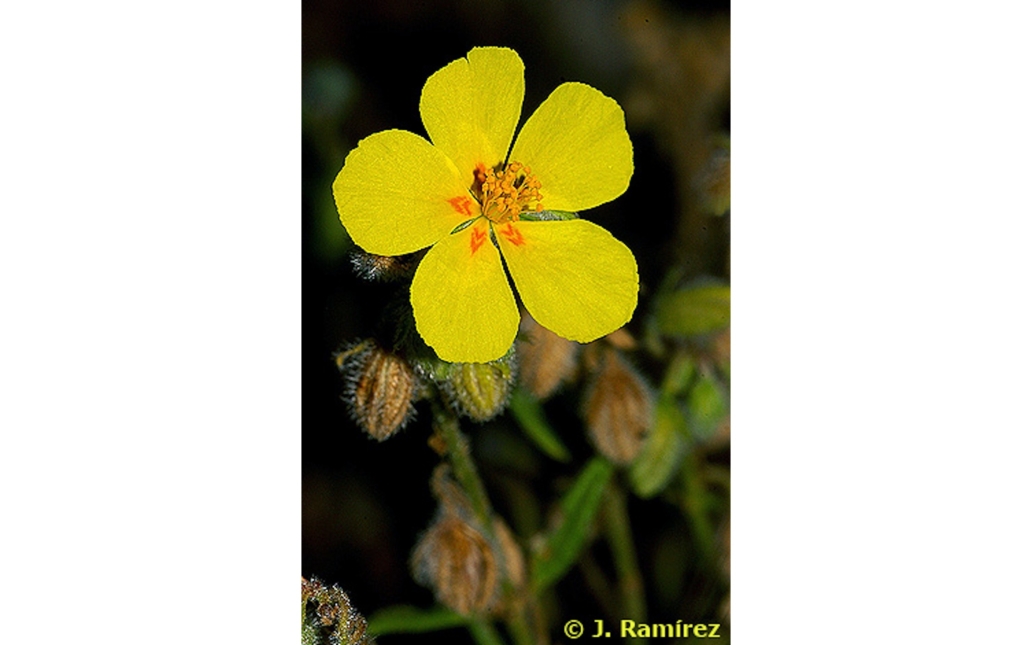 Detalle de la flor de un ejemplar (www.anthos.es)