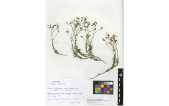 Linum carratracense (Rivas Goday & Rivas Mart.) Mart.Labarga & Muñoz Garm.