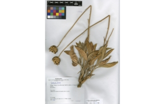 Centaurea lainzii Fern. Casas