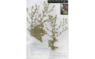 Centaurea castellanoides subsp. arundana E. López & Devesa