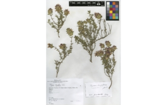 Thymus longiflorus Boiss.