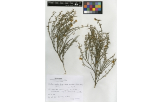 Cytisus malacitanus subsp. moleroi (Fern. Casas) Á. Lora & al.