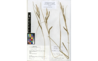 Carex camposii subsp. tejedensis Sánchez-Villegas, Luceño & Escudero
