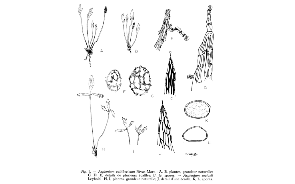 Dibujo del taxon (Bulletin du Jardin Botanique National de Belgique, 37:331)