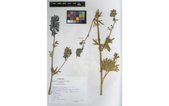 Delphinium emarginatum subsp. nevadense (Kunze) C. Blanché et Molero