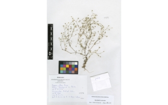 Arenaria retusa Boiss.