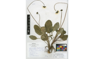 Bellis cordifolia (Kunze) Willk.