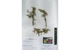 Prunus ramburii Boiss.
