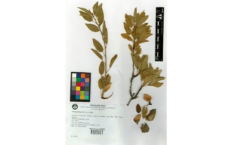 Prunus dulcis (Mill.) D.A. Webb