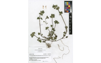 Lamium gevorense (Gómez Hern.) Gómez Hern. et A. Pujadas