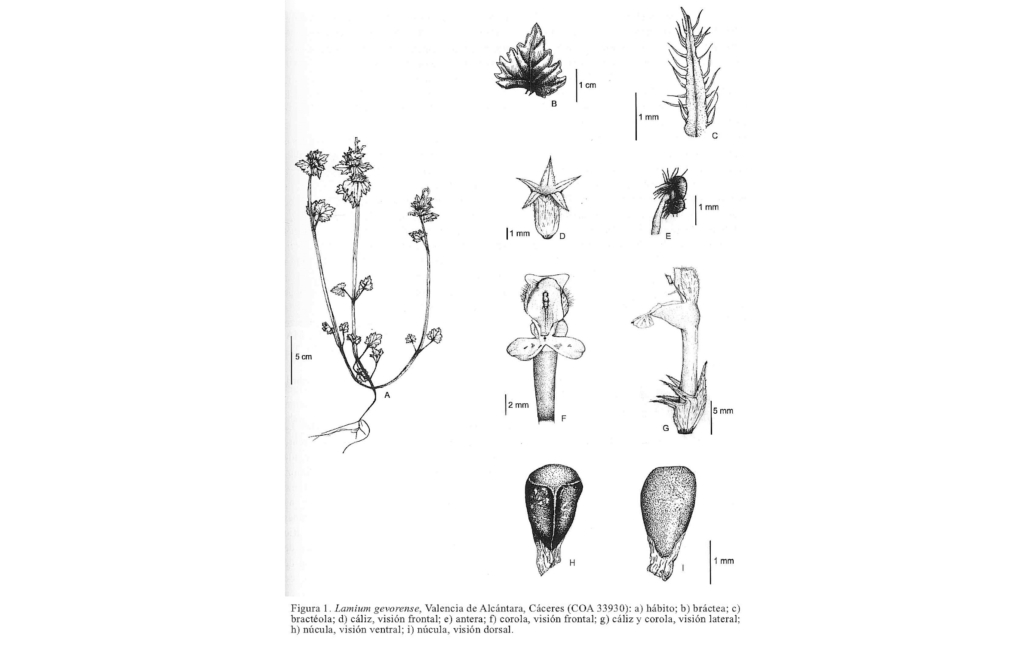 Dibujo del taxon (Acta Botanica Malacitana, 30:159)