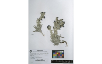 Echium albicans subsp. fruticescens (Coiney) Valdés