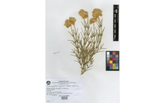 Echinospartum algibicum Talavera & Aparicio