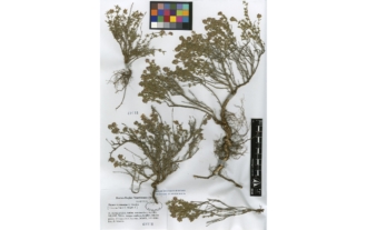 Thymus x armuniae R.Morales Valverde