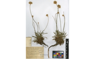 Armeria colorata Pau
