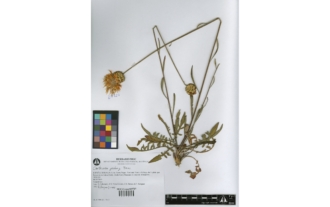 Centaurea prolongoi Boiss.