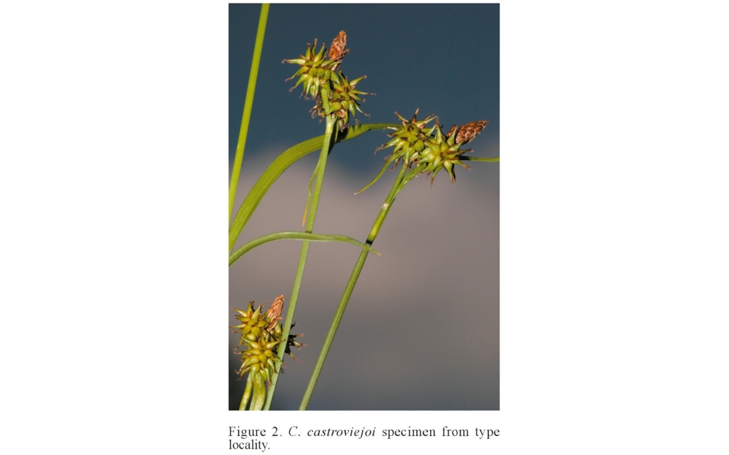 Fotografía de campo en la localidad tipo (Acta Botanica Malacitana 34:232)
