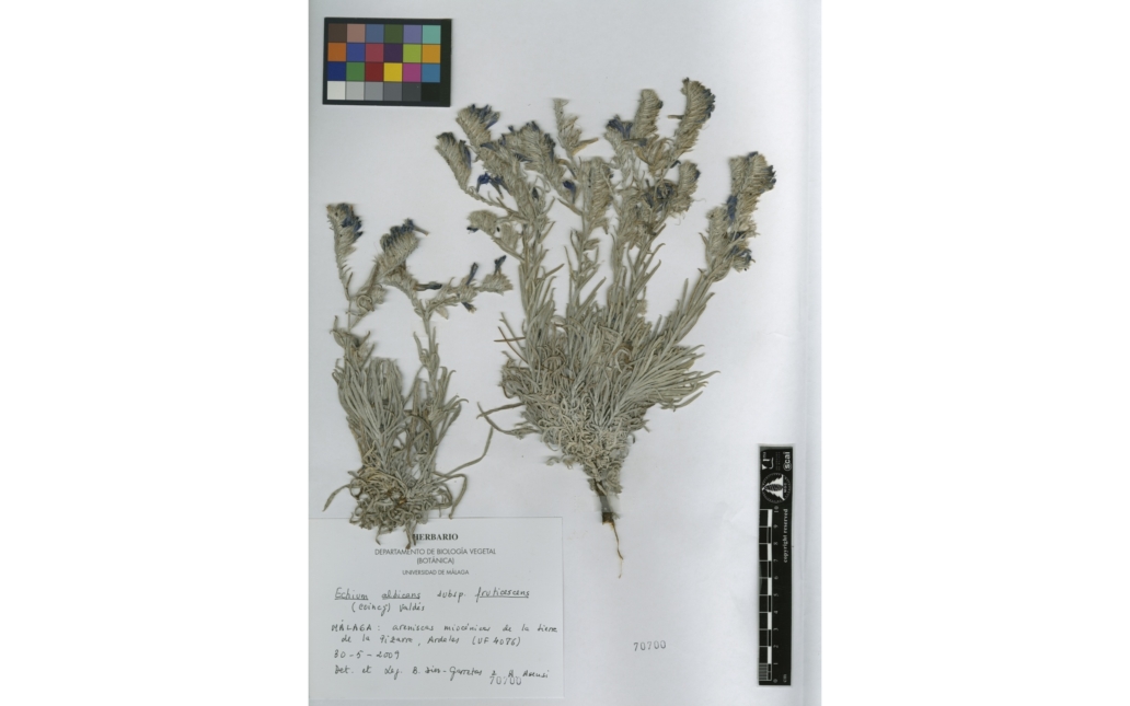 Pliego del Herbario MGC (Universidad de Málaga)