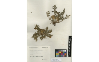 Centaurea haenseleri (Boiss.) Boiss. & Reut.