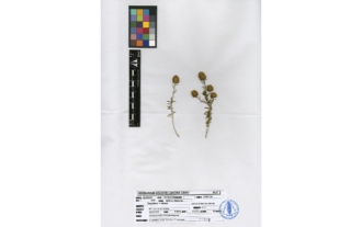 Teucrium x motae Lahora & Sánchez Gómez