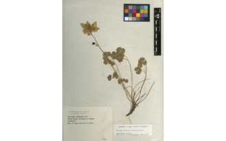 Aquilegia pyrenaica DC. subsp. pyrenaica