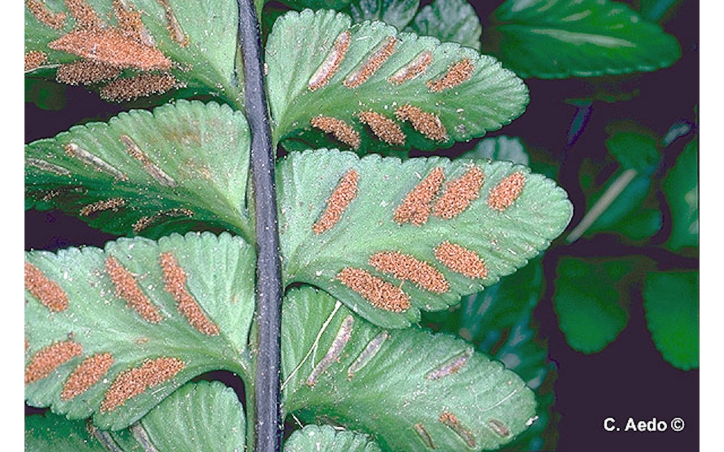 Detalle de la fronde con esporangios de la especie tipo (www.anthos.es)