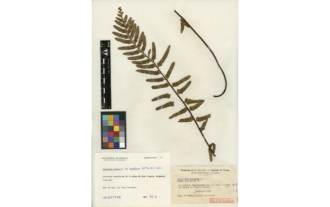 Asplenium marinum var. praealtum T. E. Díaz et Salvo
