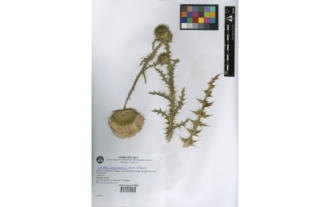 Carduus rivasgodayanus Devesa et Talavera