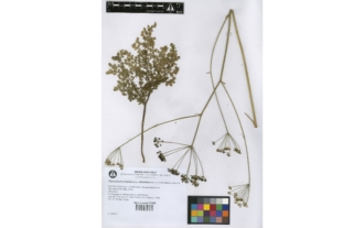 Elaeoselinum asclepium subsp. millefolium (Boiss.) García Martín et Silvestre