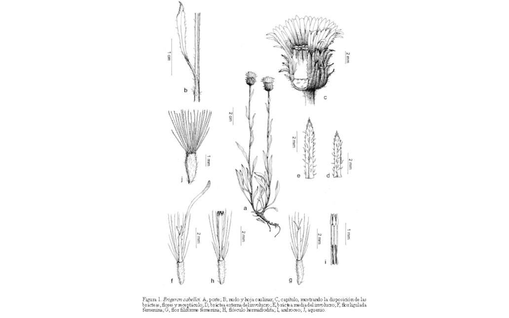 Dibujo del taxon (Acta Botanica Malacitana, 37:213)