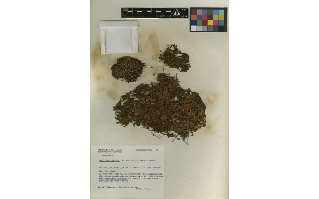 Pliego del Herbario MGC (Universidad de Málaga)