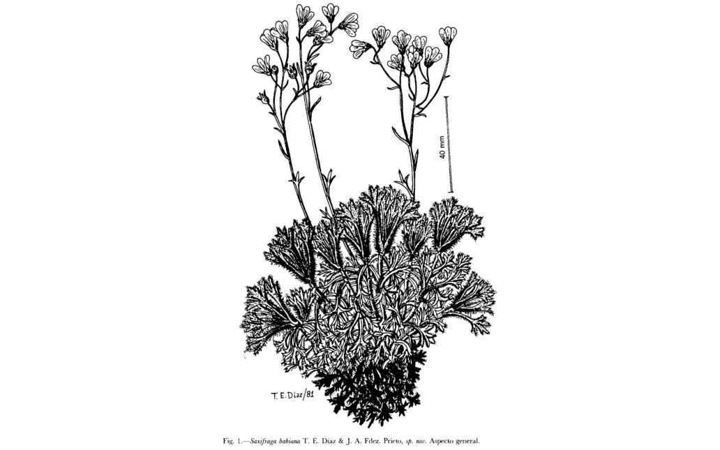 Dibujo del taxon (Anales del Real Jardín Botánico, 39(2):250)