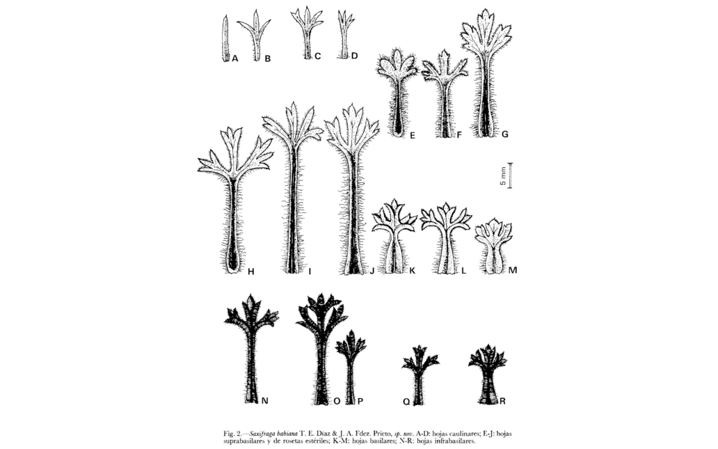 Dibujo del taxon (Anales del Real Jardín Botánico, 39(2):251)