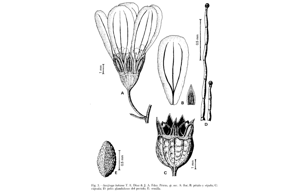 Dibujo del taxon (Anales del Real Jardín Botánico, 39(2):252)