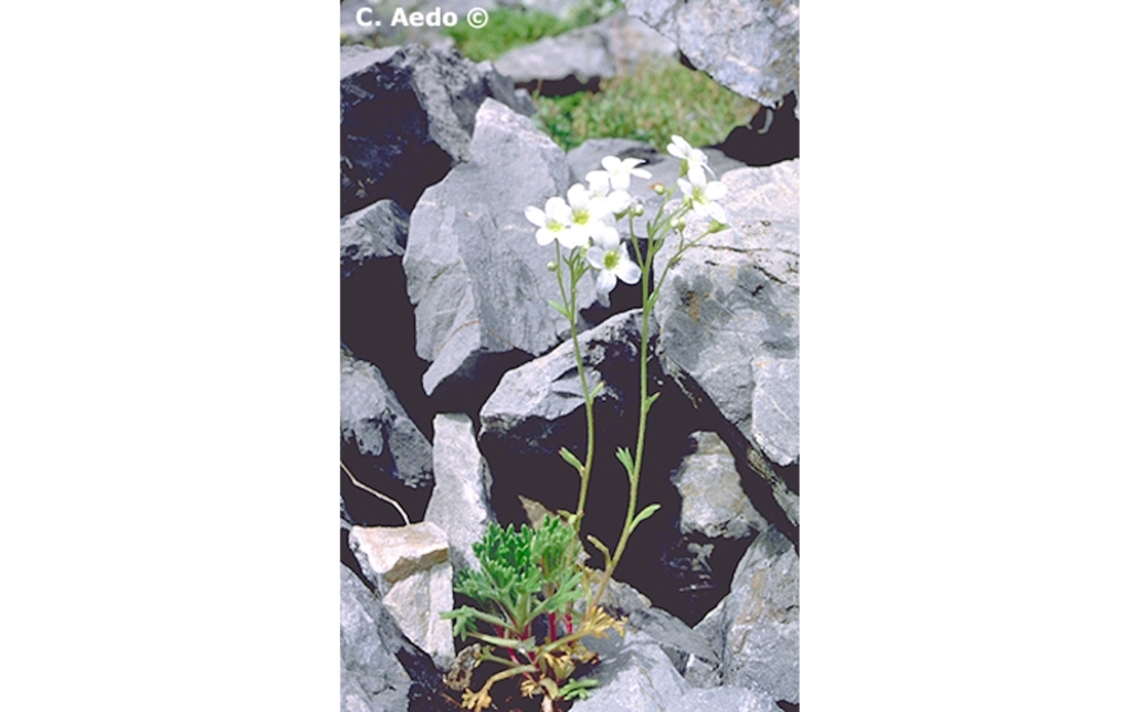 Fotografía de un ejemplar con flores en su hábitat natural (www.anthos.es)