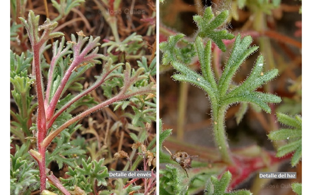 Detalle del haz y el envés foliar (José Quiles - www.florasilvestre.es)