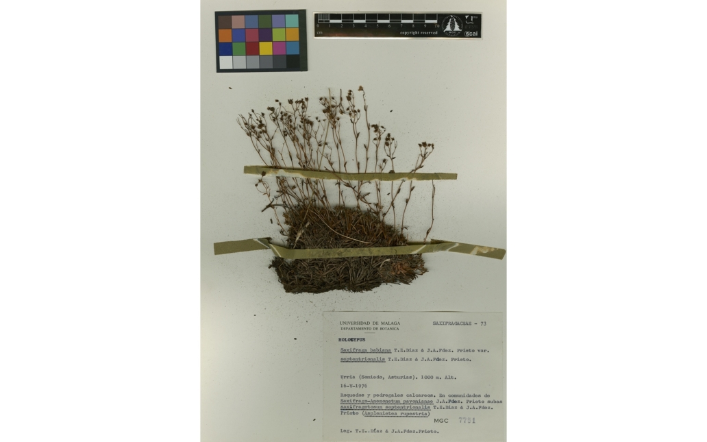 Pliego del Herbario MGC (Universidad de Málaga)